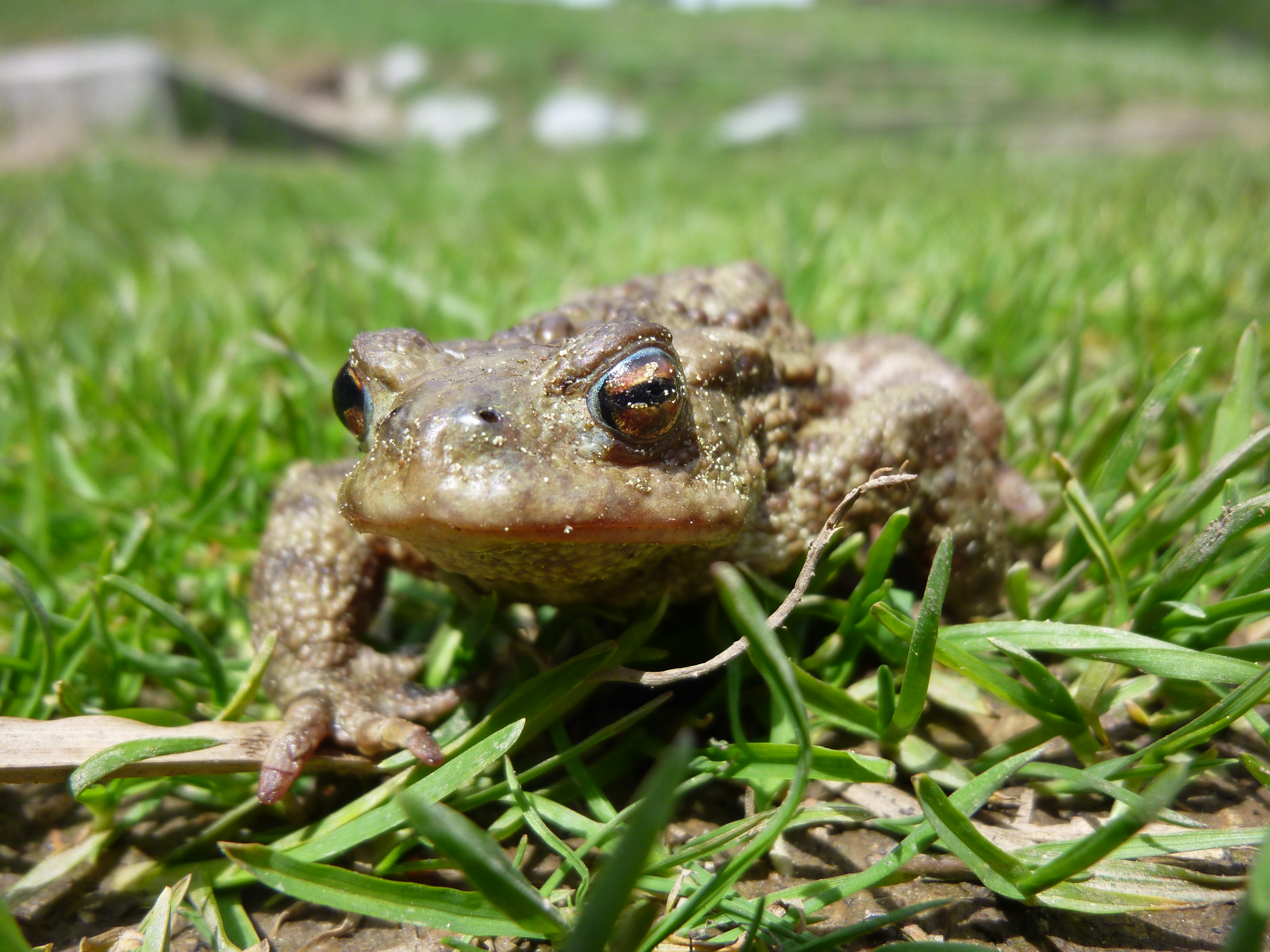 Crapaud commun