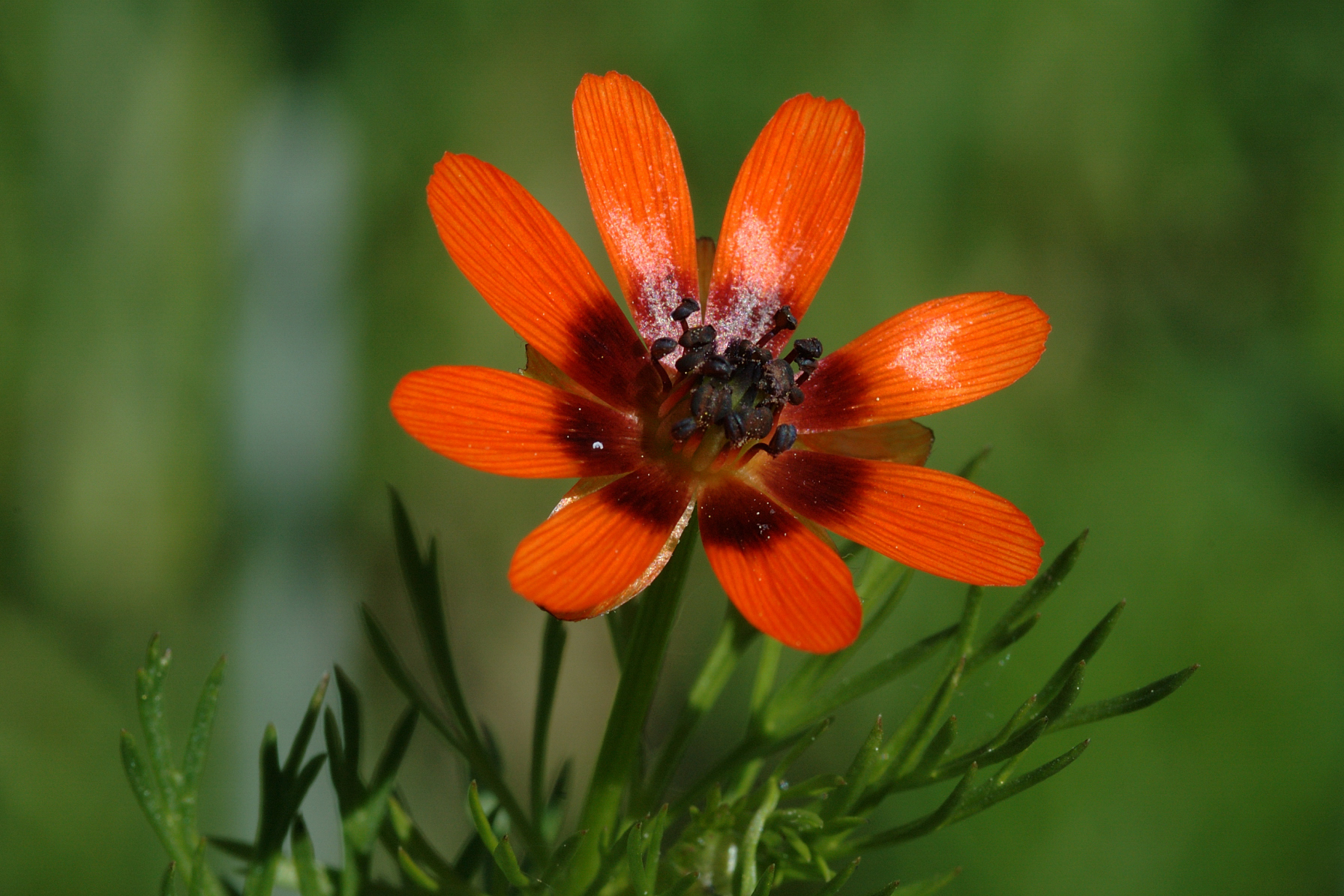 Adonis aestivalis