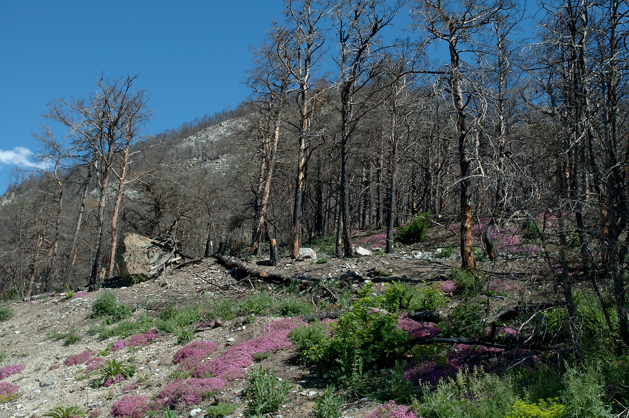 Forêt incendiée