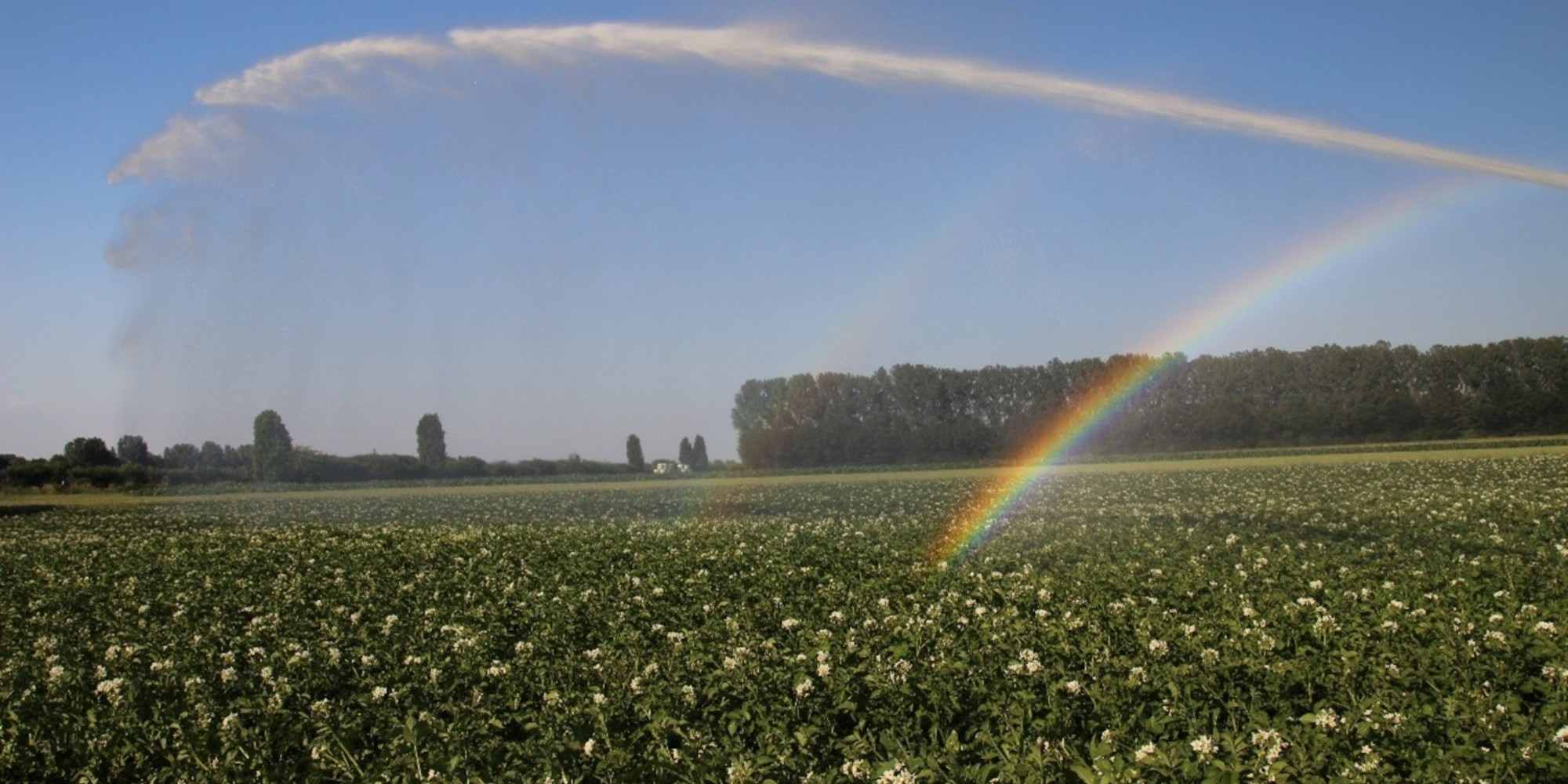 Foo alt-image description